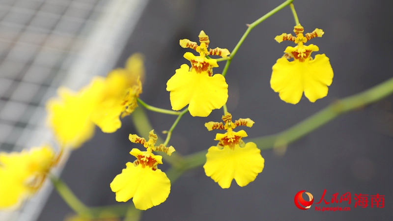 小小蘭花，帶動當(dāng)?shù)剞r(nóng)民增收致富。人民網(wǎng)記者 符武平攝
