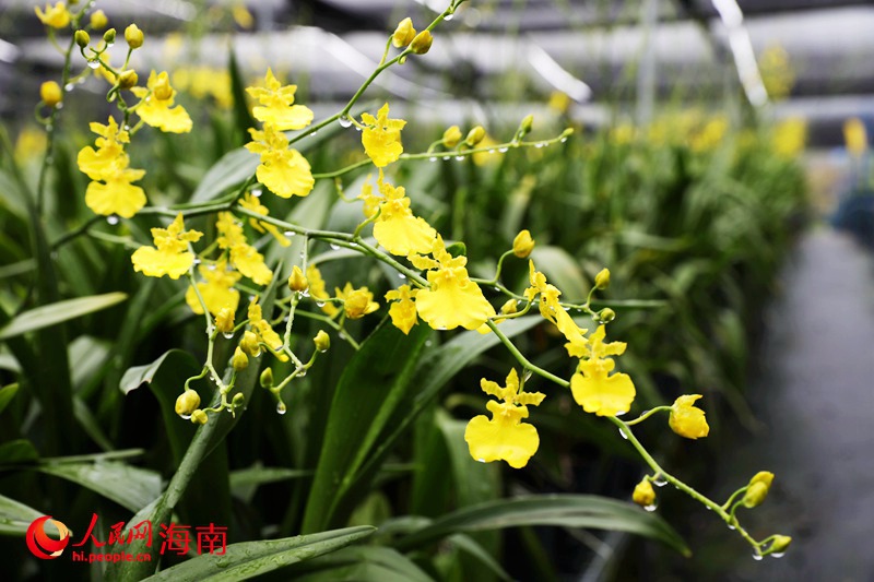 經(jīng)過一場雨的洗禮，盛開的蘭花晶瑩剔透。人民網(wǎng)記者 符武平攝