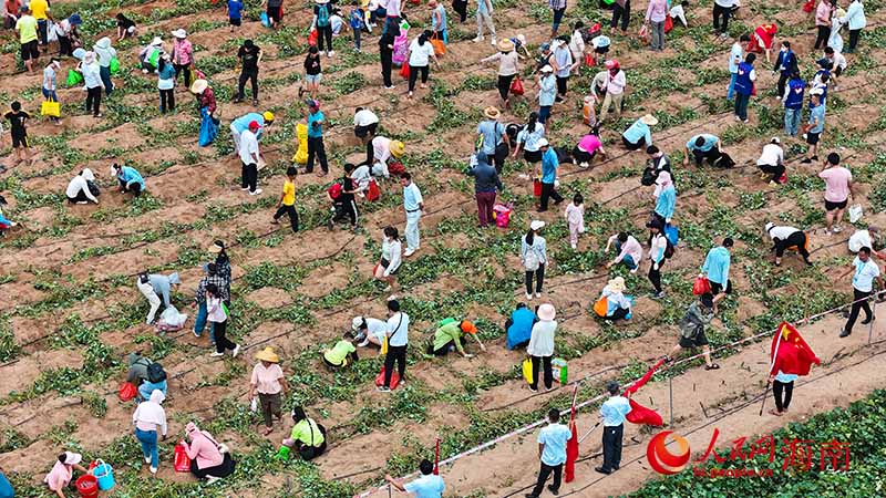 市民游客在田間采摘地瓜。人民網(wǎng)記者 牛良玉攝