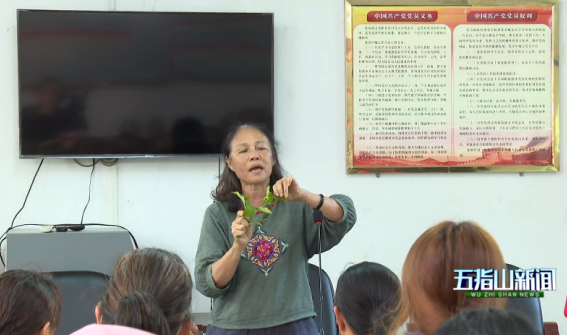 基地負(fù)責(zé)人在五指山茶業(yè)采摘標(biāo)準(zhǔn)技能培訓(xùn)班上授課。