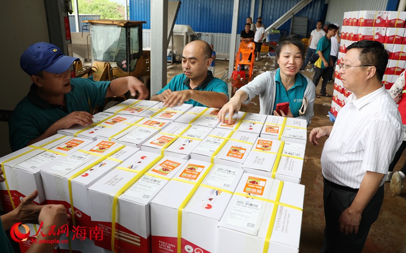 工作人員將新鮮的荔枝裝車。人民網(wǎng)記者 符武平攝