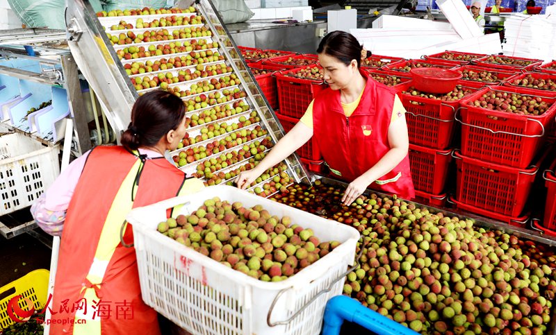 工作人員嚴格把控荔枝品質(zhì)。人民網(wǎng)記者 符武平攝