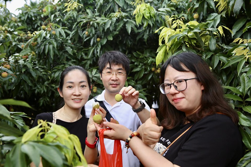 中國郵政郵樂平臺的金牌店主在果園品嘗新鮮荔枝。中國郵政供圖