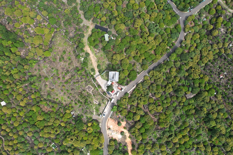 生長(zhǎng)在火山巖上的荔枝花海。林春干攝