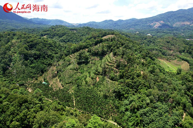 發(fā)現(xiàn)三絲水玉杯的海南熱帶雨林國(guó)家公園五指山片區(qū)。 人民網(wǎng)記者 孟凡盛攝