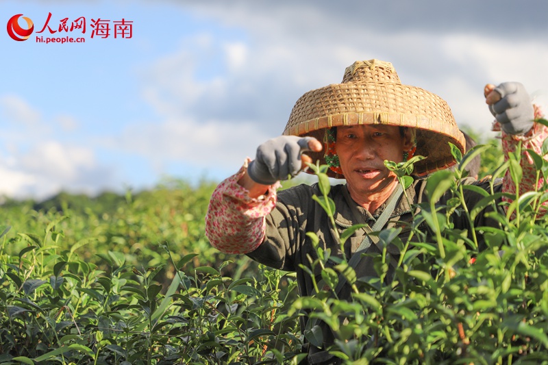 五指山茶農(nóng)在有機茶園采茶。人民網(wǎng)記者 牛良玉攝