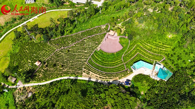 五指山水滿鄉(xiāng)鸚哥景紅觀光茶園的觀景平臺。人民網(wǎng)記者 牛良玉攝