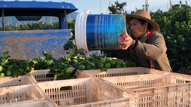 種植基地工人在裝運(yùn)綠橙。黃文燕攝