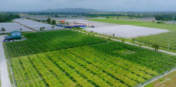 滴滴沃家300畝菜籃子基地。