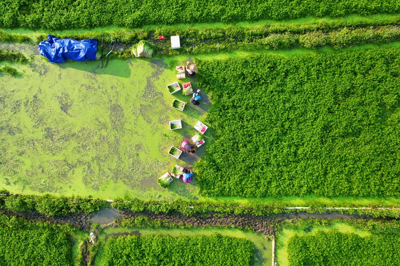 水芹豐收時節(jié)，農(nóng)戶在地理收芹菜。蔡天宏供圖