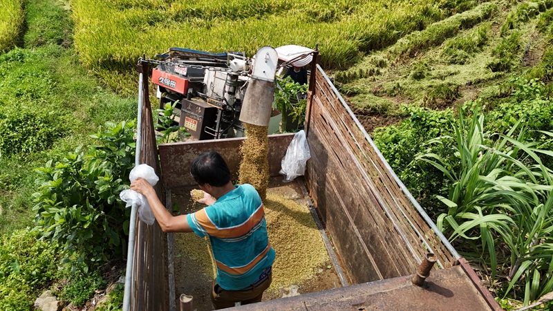 水稻水芹共作，讓撂荒地恢復(fù)生機(jī)。蔡天宏供圖