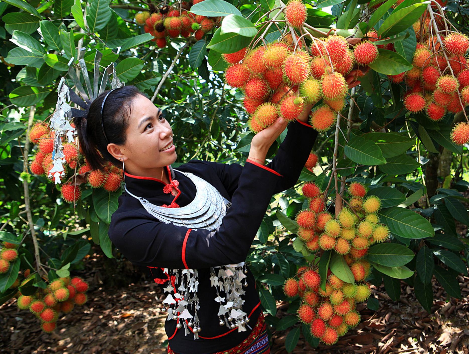 采摘雨林紅毛丹 品嘗大山深處的生態(tài)美食