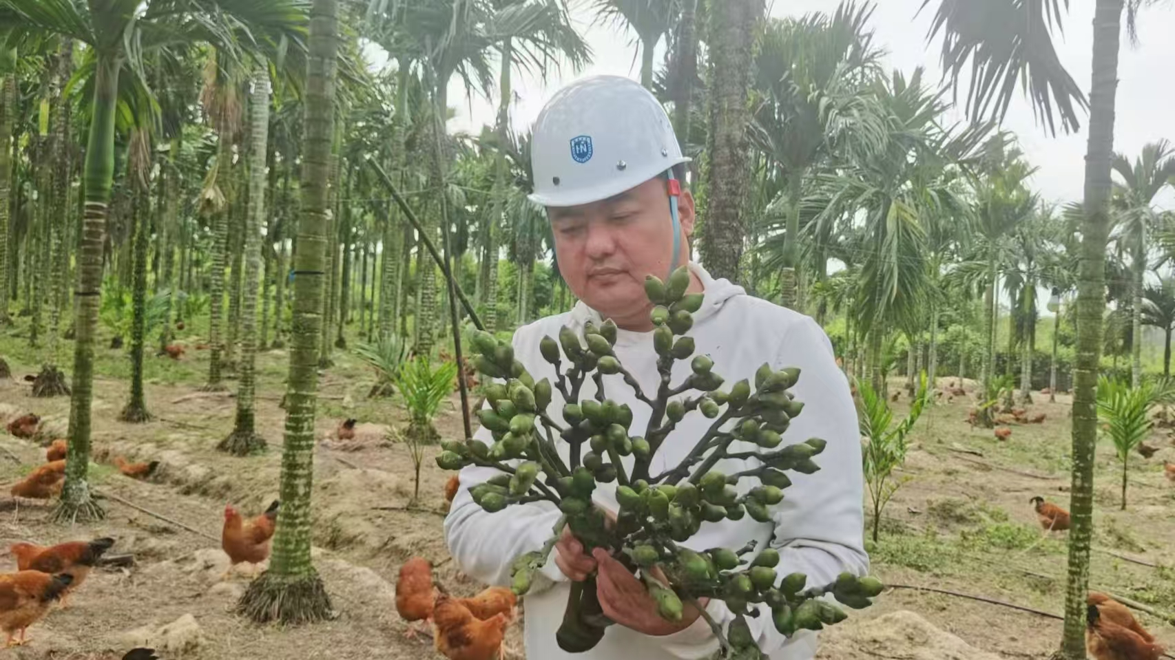 溫欣宇在定安檳榔試驗(yàn)基地收集試驗(yàn)樣品現(xiàn)場。海南大學(xué)供圖
