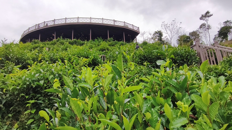 五指山水滿鄉(xiāng)茶園。符澤民攝