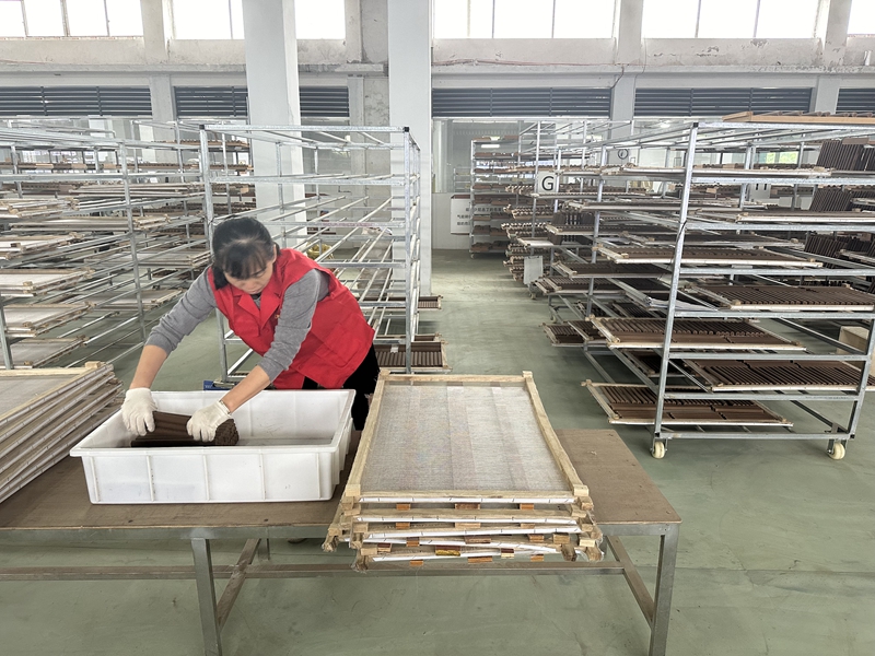 工人正在擺放晾曬沉香香灸。周著卓攝