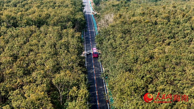 海南環(huán)熱帶雨林國(guó)家公園旅游公路。人民網(wǎng)記者 符武平攝