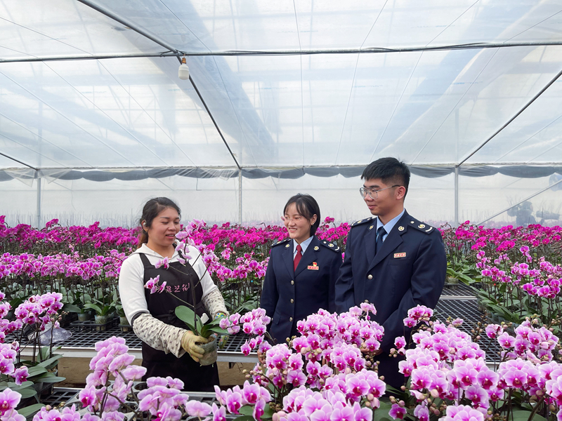 圖說(shuō)：稅務(wù)干部走訪花卉種植企業(yè)，了解生產(chǎn)經(jīng)營(yíng)情況，問(wèn)計(jì)問(wèn)需，助力年宵花卉紅火上市。攝影：陳晨