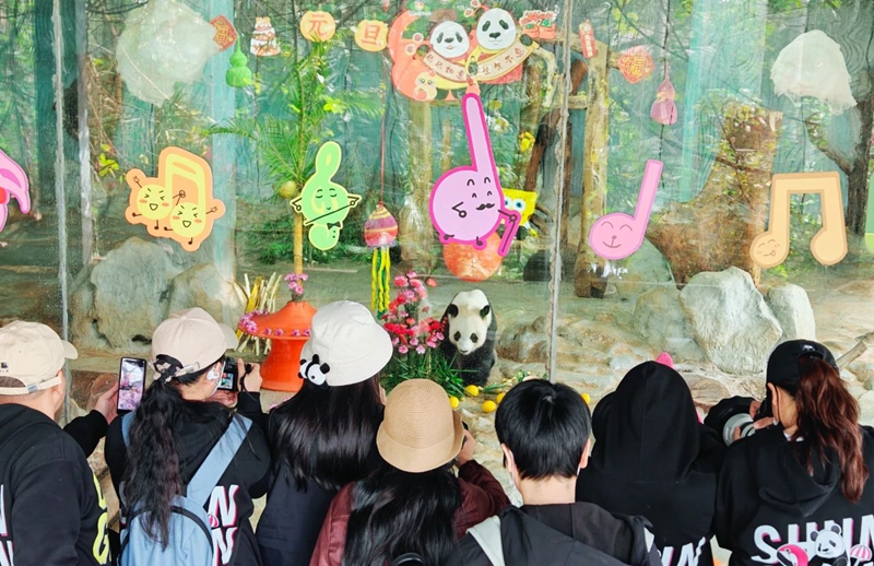 動(dòng)物園里看熊貓。黃金口旅文局供圖