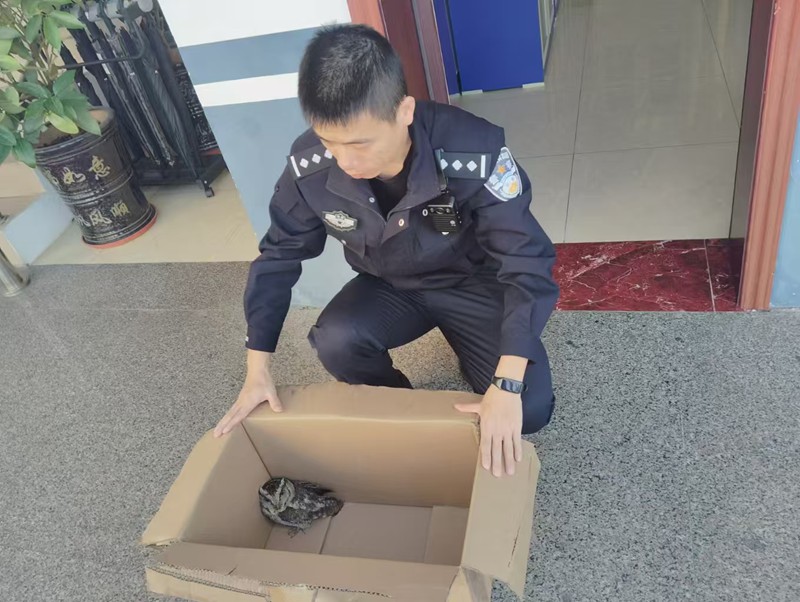 被救助的“暗夜精靈”。清瀾海岸派出所供圖