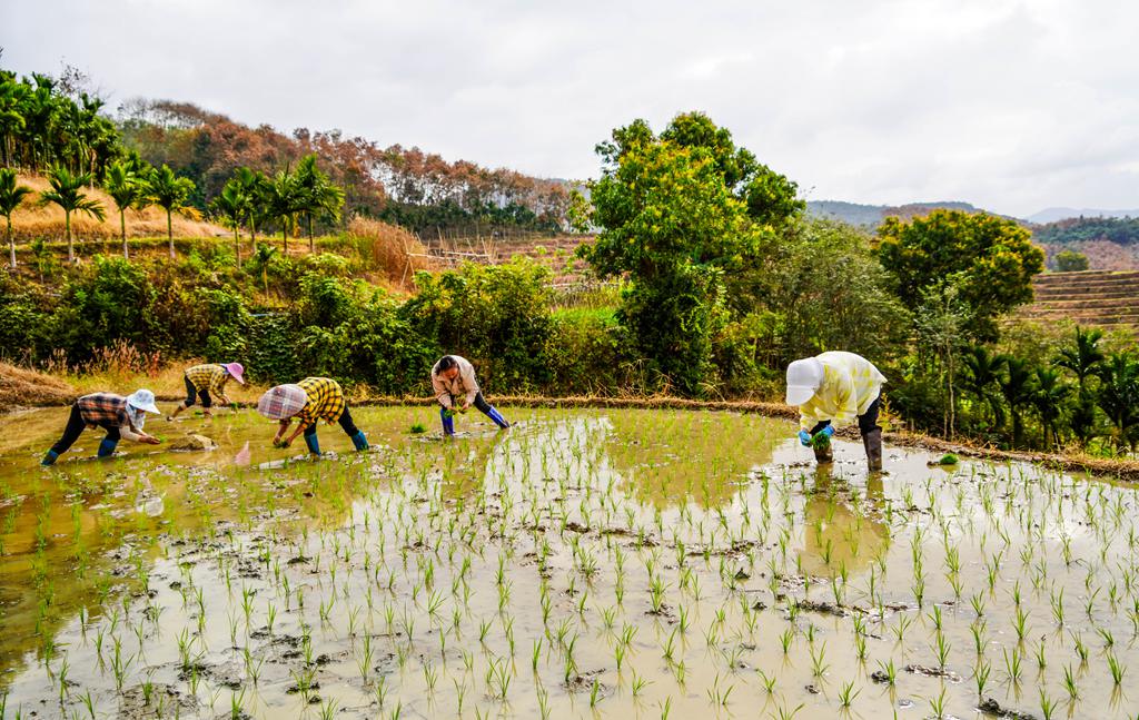 村民在插秧。付金城攝