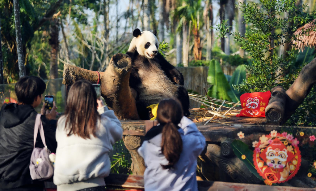 游客在動物園里拍憨態(tài)可掬的熊貓。?？诼梦木止﹫D