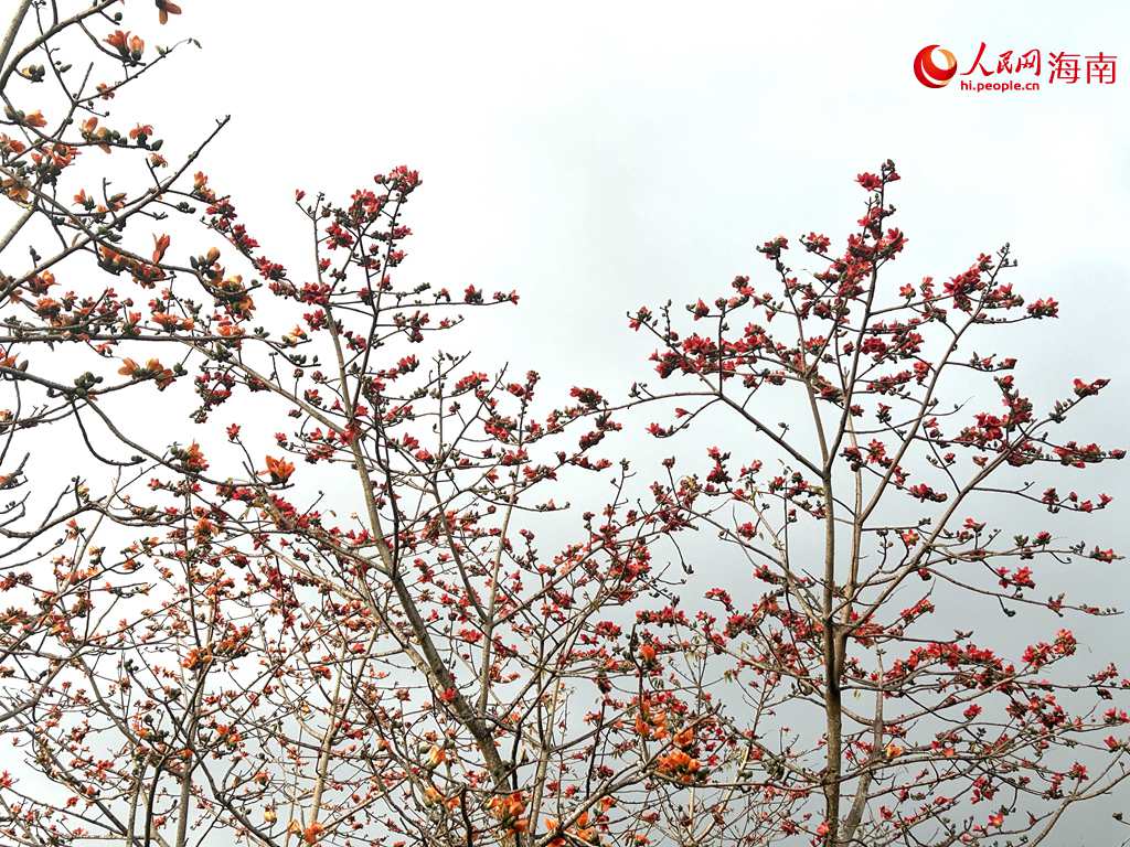 嬌艷似火的木棉花。人民網(wǎng) 吳占桂攝
