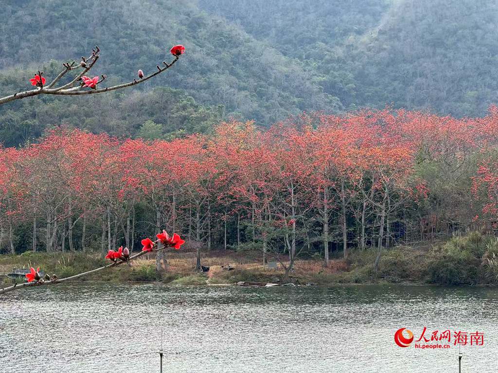 木棉花與青山、江水相得益彰，構(gòu)成一幅生機(jī)盎然的秀麗畫卷。人民網(wǎng) 吳占桂攝