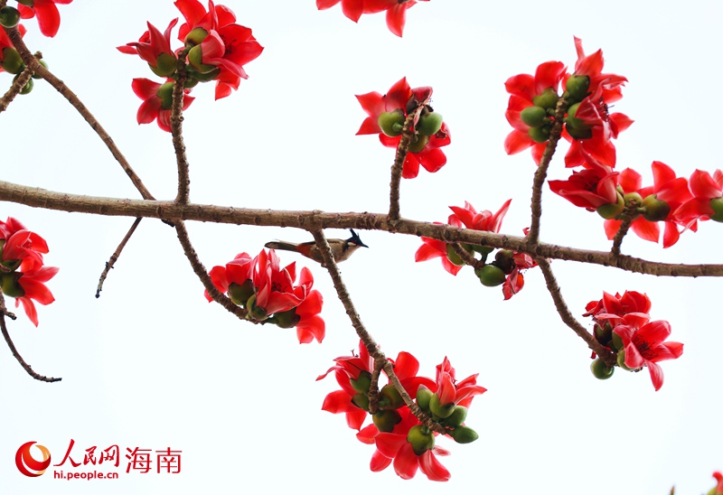 ?？谖逯干铰纺久藁ㄊ㈤_。人民網(wǎng)記者 符武平攝 