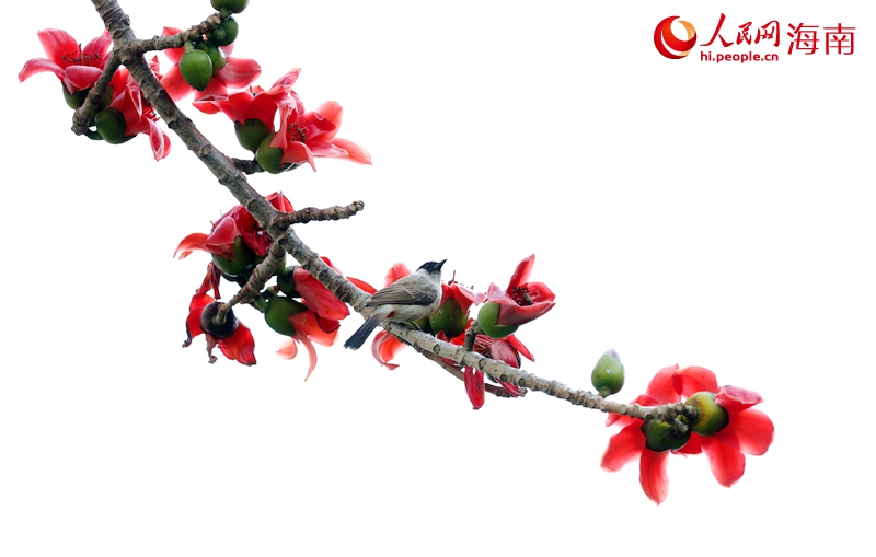 ?？谖逯干铰纺久藁ㄊ㈤_。人民網(wǎng)記者 符武平攝 