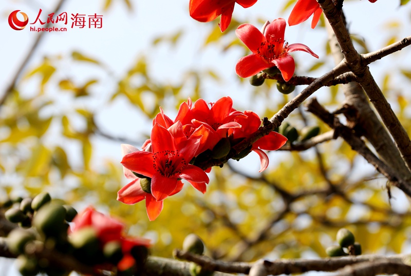 海口五指山路木棉花盛開。人民網(wǎng)記者 符武平攝 