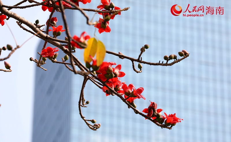 海口五指山路木棉花盛開。人民網(wǎng)記者 符武平攝 