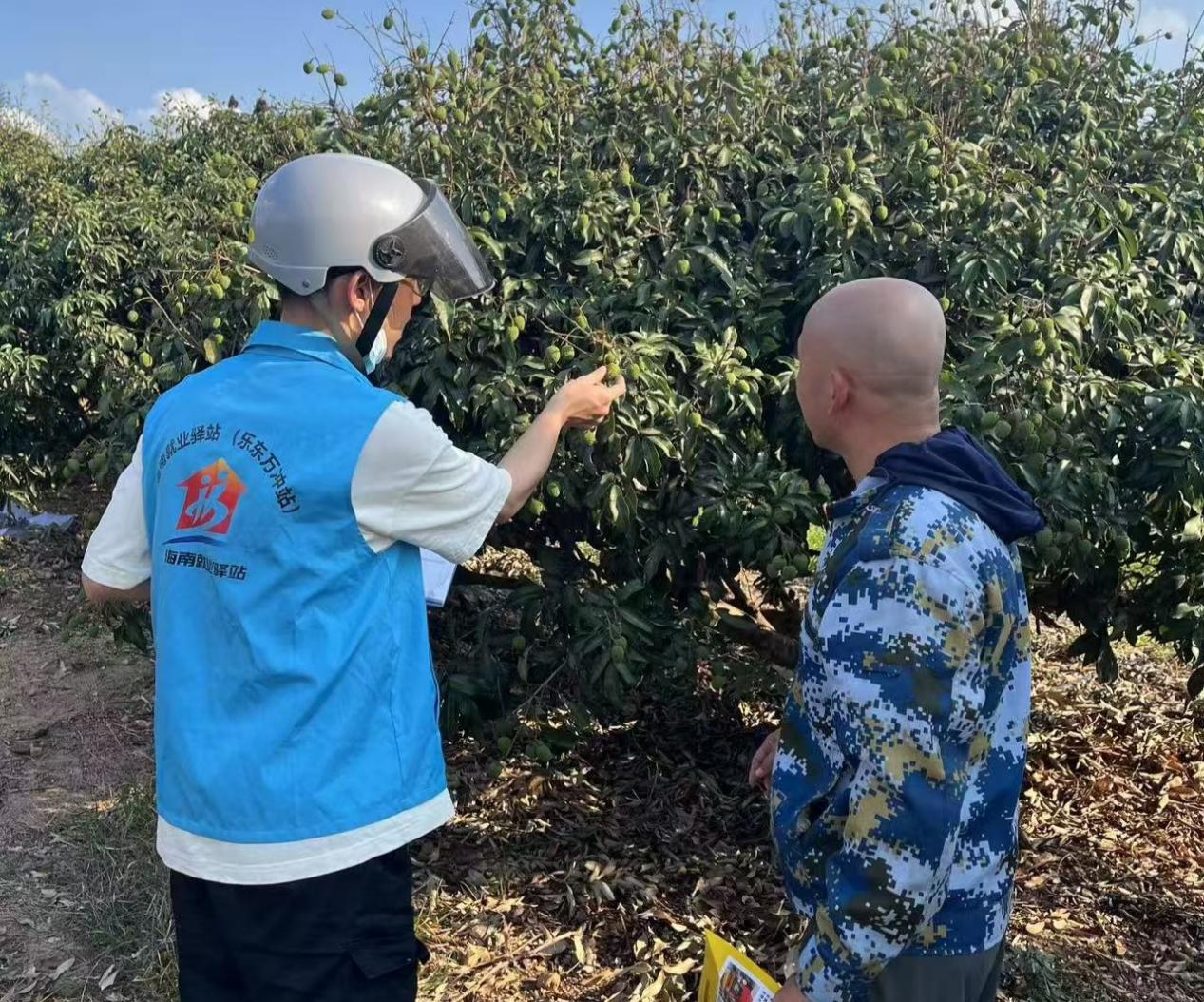 就業(yè)驛站工作人員前期實地走訪荔枝種植基地收集用工信息。佳音攝