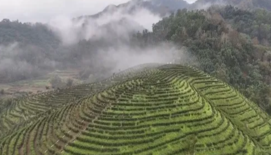 海南五指山：生態(tài)稟賦轉(zhuǎn)化產(chǎn)業(yè)優(yōu)勢(shì) 青春創(chuàng)業(yè)逐夢(mèng)綠水青山