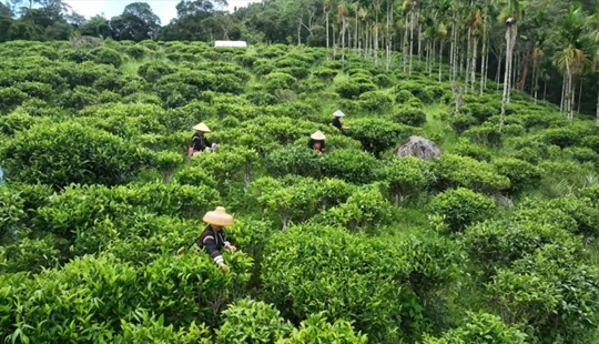 海南五指山：千畝林源育珍饈 萬(wàn)木蔥蘢寫(xiě)豐年