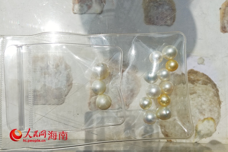 項目養(yǎng)殖出的珍珠。 人民網(wǎng) 枉源攝