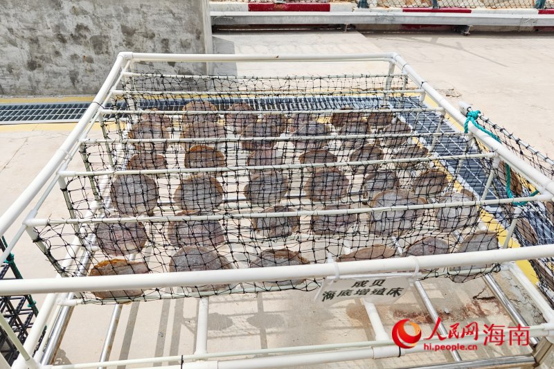 成貝海底增殖床（模擬）。 人民網(wǎng) 枉源攝