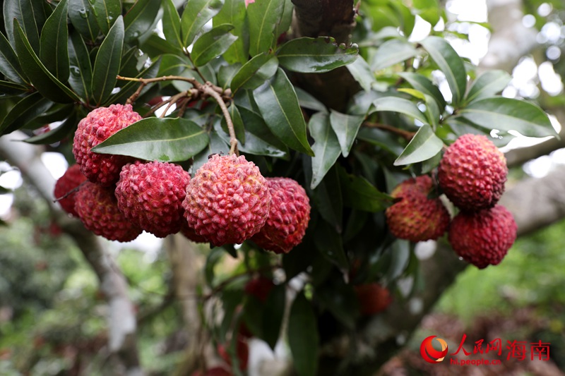 火紅的海口火山荔枝王掛滿枝頭。人民網(wǎng)記者 符武平攝