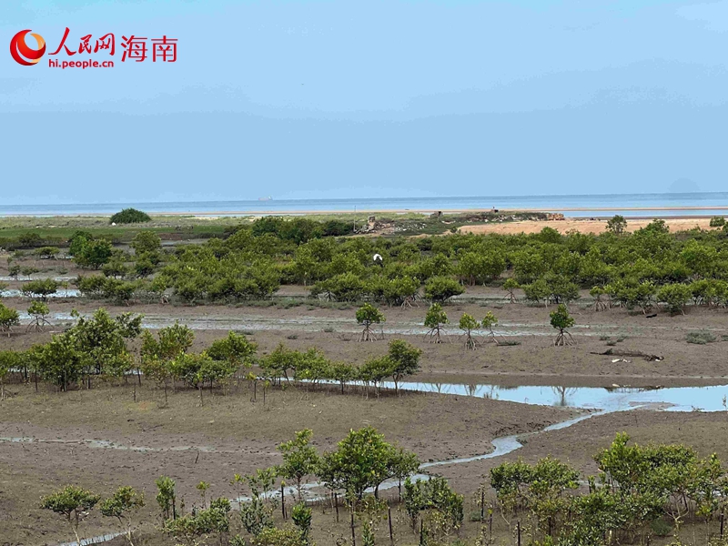 海岸線上郁郁蔥蔥的紅樹林。人民網(wǎng)記者 李學(xué)山攝