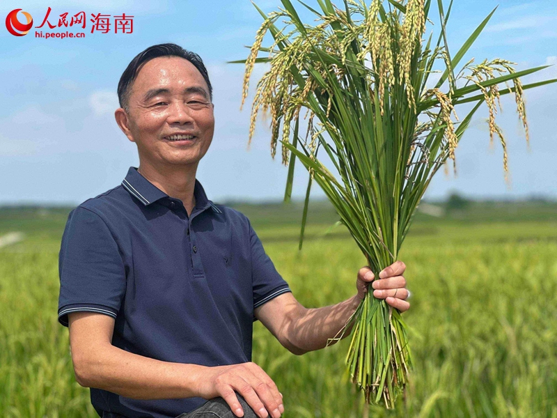 看著即將成熟的稻田，謝得平充滿喜悅。人民網(wǎng)記者 李學(xué)山攝.jpg