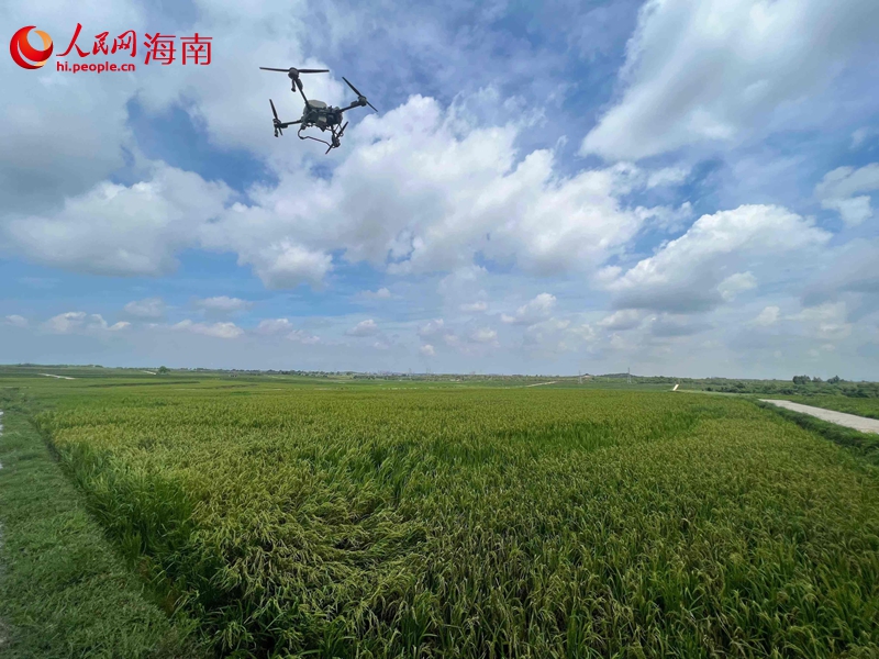 無人機(jī)在東方市示范牧場東南區(qū)土地整治項目進(jìn)行噴灑作業(yè)。人民網(wǎng)記者 李學(xué)山攝