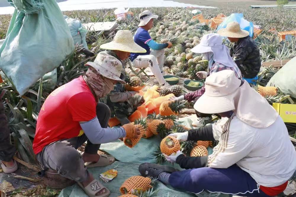 工人們打包鳳梨。昌江融媒體中心供圖.jpg