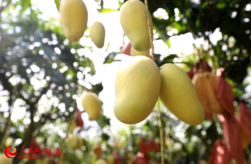 金燦燦的芒果掛滿枝頭。人民網(wǎng)記者 符武平攝