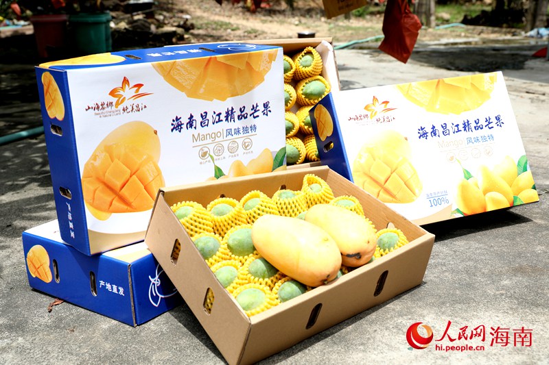 江芒果品牌。人民網(wǎng)記者 符武平攝