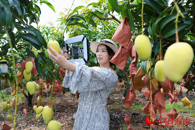 網(wǎng)絡(luò)主播在芒果園里拍照打卡。人民網(wǎng)記者 符武平攝