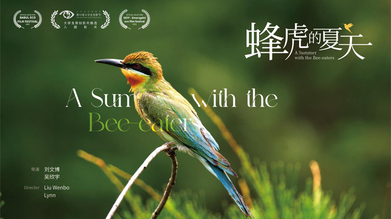 紀(jì)錄片《蜂虎的夏天》 海報