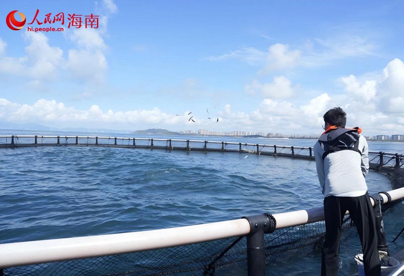 工作人員正在給金槍魚喂食。人民網(wǎng)記者符武平攝