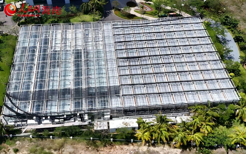 俯瞰月亮島植物隔離苗圃。人民網(wǎng)記者 符武平攝