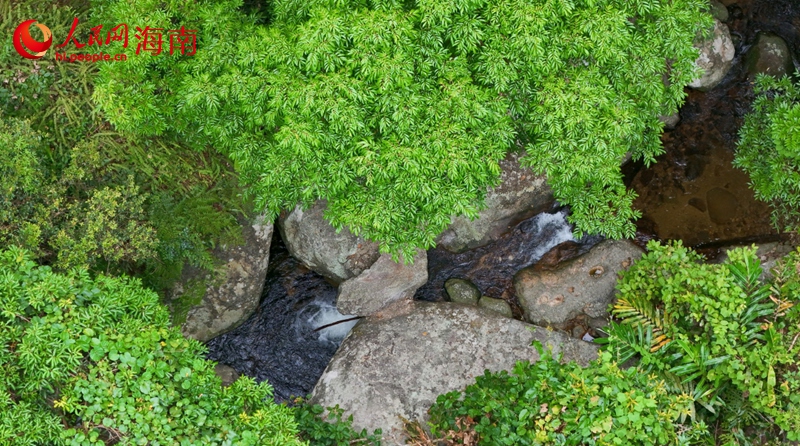 五指山熱帶雨林國家公園內(nèi)流水潺潺，綠意盎然。 人民網(wǎng)記者 符武平攝