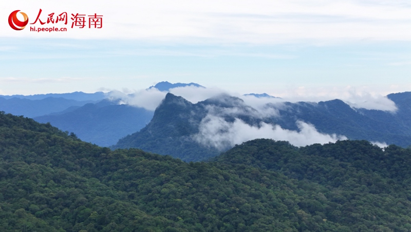 五指山熱帶雨林寶庫。 人民網(wǎng)記者 符武平攝