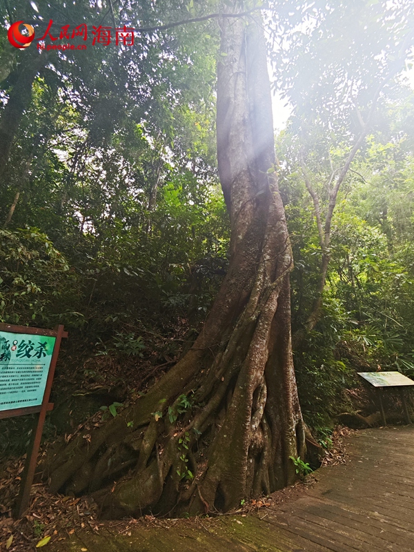 海南熱帶雨林國家公園里，一場歷經(jīng)百年的植物“絞殺”演化為“相生相愛”。 人民網(wǎng) 枉源攝